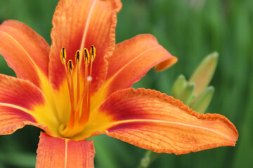 Orange lily flowers on a green background. Summer concept. Selective focus. Close-up.