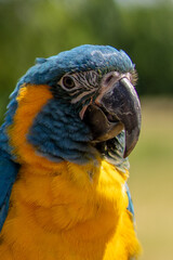 Portrait colorful Macaw parrot on a branch. This is a bird that is domesticated and raised in the home as a friend