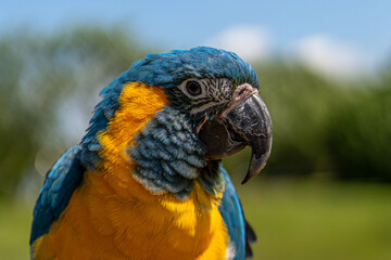 Portrait colorful Macaw parrot on a branch. This is a bird that is domesticated and raised in the home as a friend