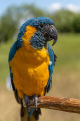 Portrait colorful Macaw parrot on a branch. This is a bird that is domesticated and raised in the home as a friend