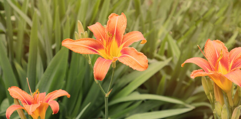 Orange lily flowers on a green background. Summer concept. Selective focus. Banner.