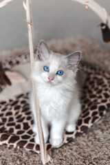 Ragdoll kitten: blue eyes