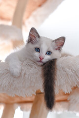 Fototapeta na wymiar Ragdoll kitten: dreaming