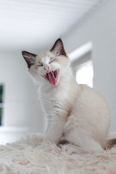 Ragdoll Kitten: jawning