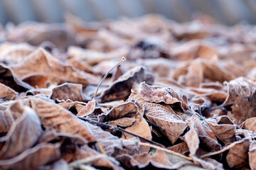 Frost-covered dry fallen leaves on the ground