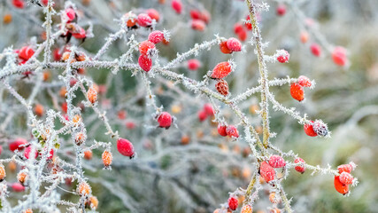 Frost-covered red rose berries on a blurred background