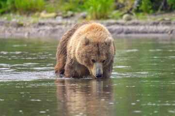 Fototapeta premium Ruling the landscape, brown bears of Kamchatka (Ursus arctos beringianus)