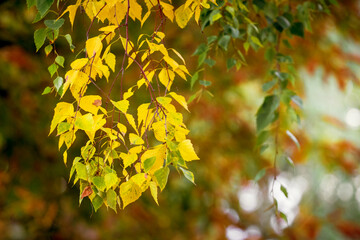 Yellow birch leaves on a blurred autumn background