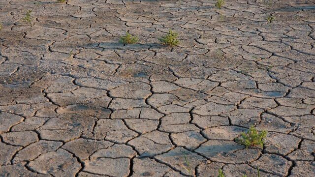 Salicornia europaea. Salt tolerant plants on cracked earth at the bottom of a dried salty estuary lake. Tuzlovsky estuaries, Black Sea