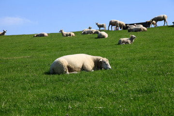 Schaf, Deich, Deichpflege, Nordstrand, Schleswig-Holstein, Deutschland, Europa