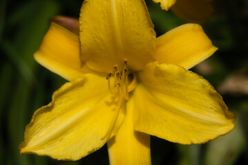 Fototapeta premium 黄色い百合の接写