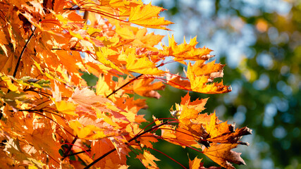 Bright autumn maple leaves in bright sunlight