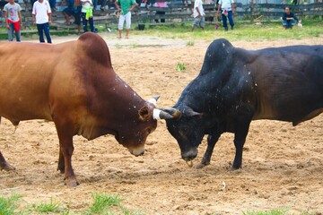 Hatyai bullfighting