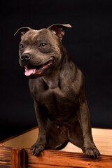 Crazy smiling gray Staffordshire Bull Terrier dog