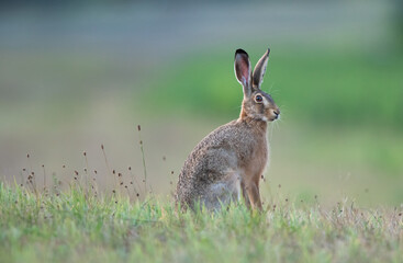 European wild rabbit on meadow