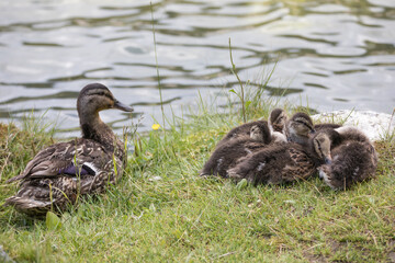 ducklings_sleeping
