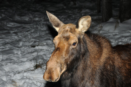 Moose Animal Stock Photos.  Moose Animal head close-up view. Moose animal profile view in the winter season.