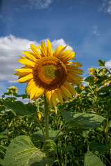 Sunflower isolated with the blue sky in the background.