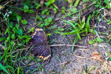 Butterfly on a dirt floor