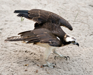 Osprey Bird Stock Photos.  Osprey bird close-up profile view with spread wings displaying its brown plumage head, talons with a sand background in its habitat and environment.