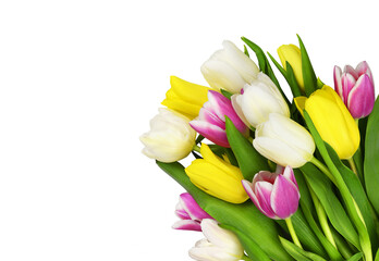 Colorful tulip flowers in a corner on white background