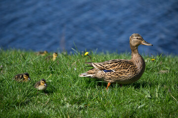 Duck with ducklings in spring at Damflask reservoir, Sheffield, England, UK
