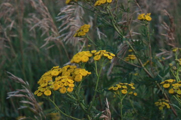 yellow flowers in a field