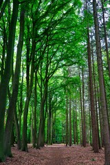 dirt track in the forest