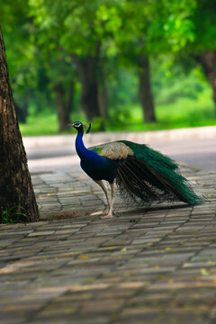 A beautiful Indian male peacock walking down the street