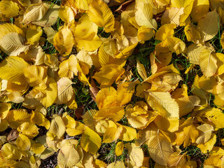 Colorful and bright background made of fallen autumn leaves