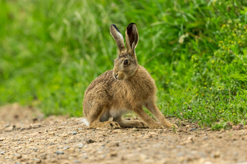 Leveret or young hare in early summer, sat on a farm track, facing left in natural habitat with lush green vegetation.  Horizontal.  Space for copy.