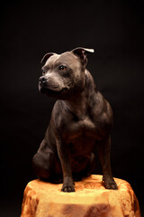 Staffordshire Bull Terrier Puppy Dog on dark studio background