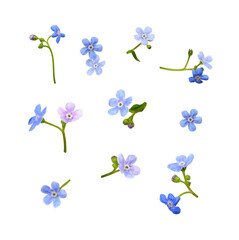 Set of blue forget-me-not flowers