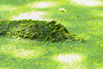 algae covered pond and log