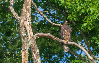 Fototapeta na wymiar Juvenile bald eagle looking to the right while sitting on a dead tree branch