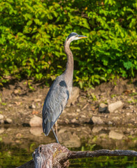 Great blue heron standing on a fallen branch in the water