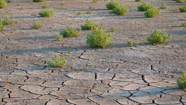 Salicornia europaea. Salt tolerant plants on cracked earth at the bottom of a dried salty estuary lake. Tuzlovsky estuaries, Black Sea