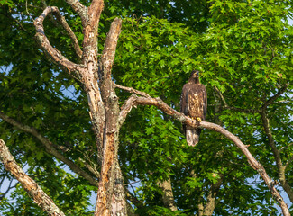 Juvenile bald eagle calls while sitting on a dead tree branch