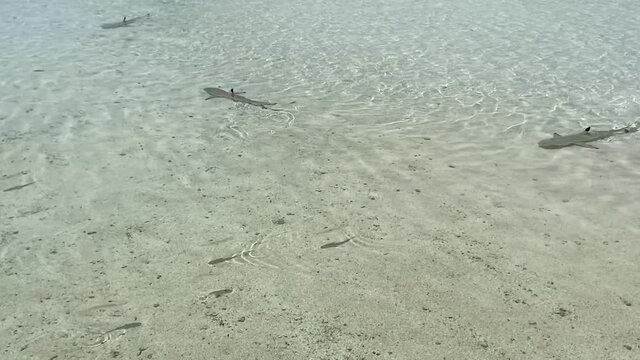 Requins de lagon &agrave; Rangiroa, Polyn&eacute;sie fran&ccedil;aise	
