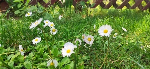 Stokrotki na działce. © G