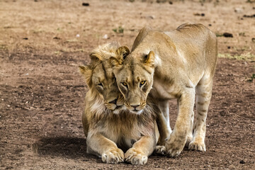 Male and female lion in affectionate encounter