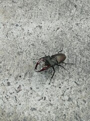 bug on the ground