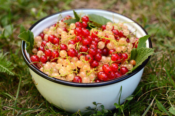 Red and white currants in a bowl on a background of grass.