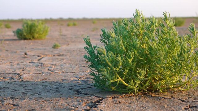 Salicornia europaea. Salt tolerant plants on cracked earth at the bottom of a dried salty estuary lake. Tuzlovsky estuaries, Black Sea