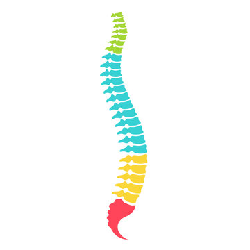 Anatomical model of spinal column