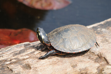 Turtle Painted Photo.  Painted turtle on a log in the pond with lily pads displaying its turtle shell, head, paws in its environment and surrounding. Image. Portrait. Picture.