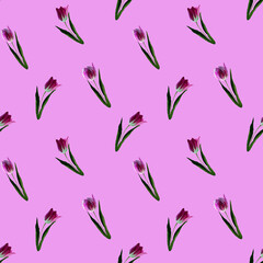 Gouache floral tulip backgraund. Seamless colorful spring pattern. Painted violet tulip plant on lilac background. Purple blossom
