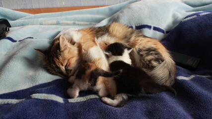 cat sleeping on the couch with kittens