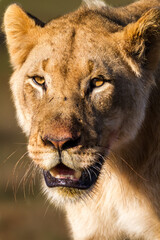 Female Lion close up