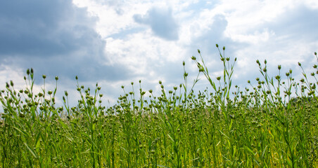 
spherical seed pods of flax, also known as common flax or linseed under heavy clouds